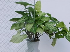 透明ワイヤーガラス